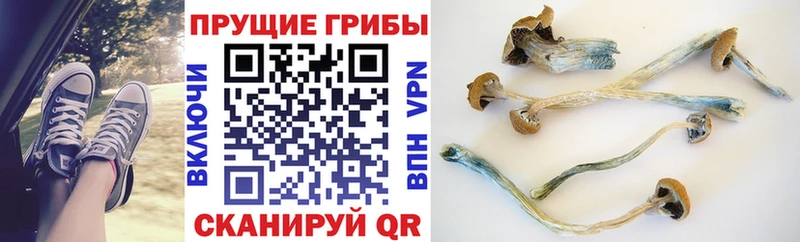 Галлюциногенные грибы MAGIC MUSHROOMS  мориарти Telegram  Железноводск  продажа наркотиков 